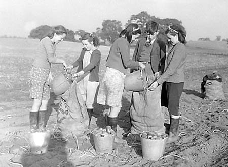 1948 Harvesting 07