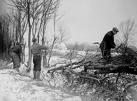 1947 Hedge Laying 04