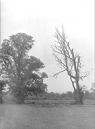 1948 Elm Disease 05