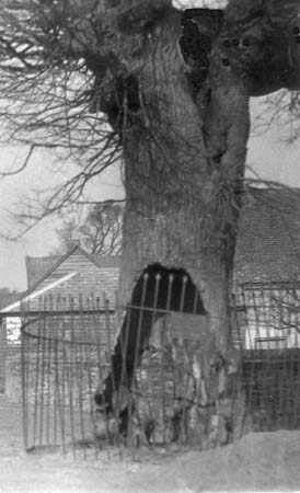 1920s Old Tree