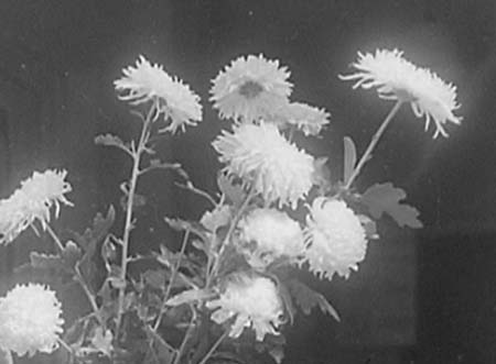 1949 Flower Show 08