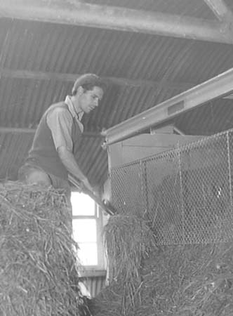 1950 Grass Drying 04