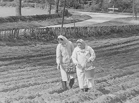 1950 Potato Planting 03