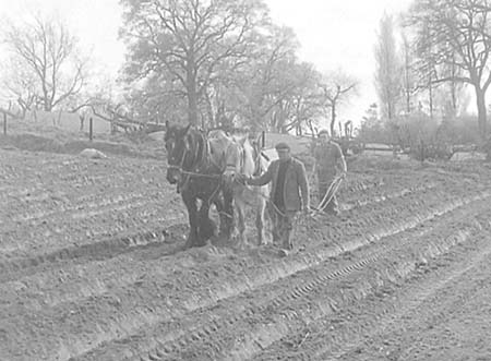 1950 Potato Planting 04