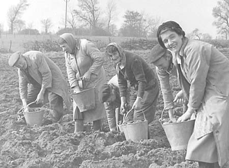 1953 Potato Planting 05