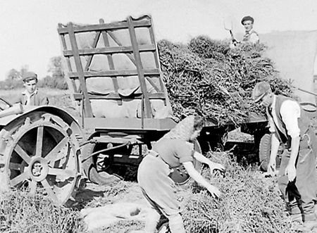 Flax Harvest 1944.03