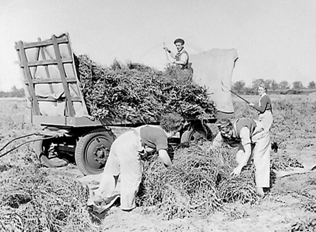 Flax Harvest 1944.05