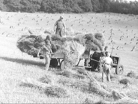 Harvesting 1944.2450
