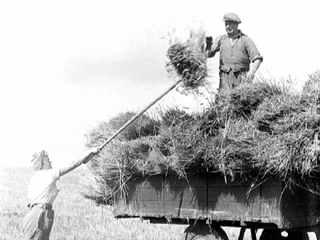 Harvesting 1944.2451