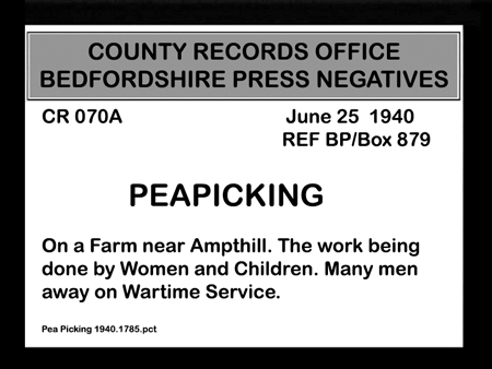 Pea Picking 1940.1785
