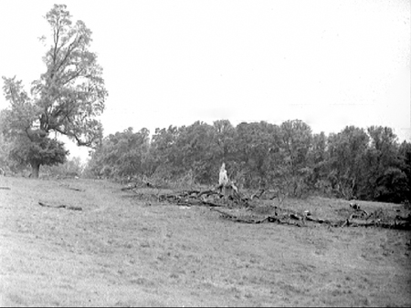 Tree Felling 1945.2569