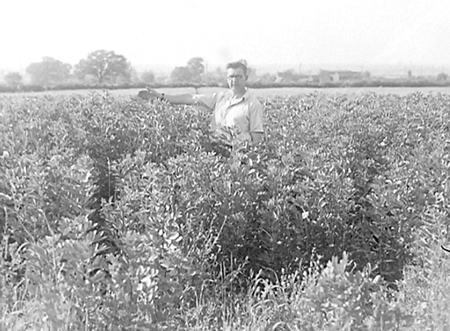 Winter Beans 1949 01