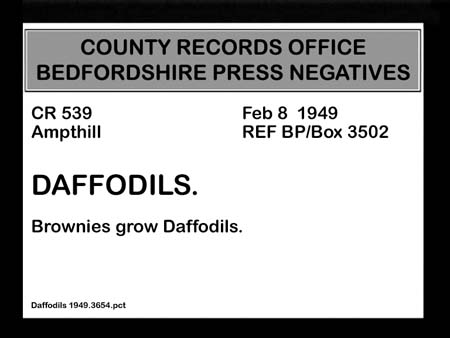 Daffodils 1949.3654