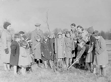 1951 Tree Planting 06