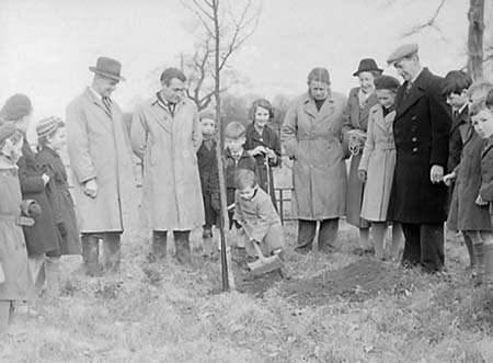 1951 Tree Planting 07