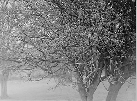 Cherry Tree 1948 05