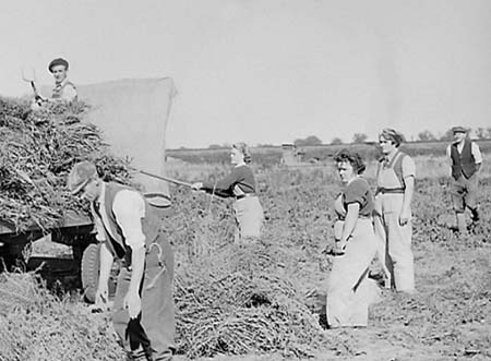 Ampthill Harvest 03 1944