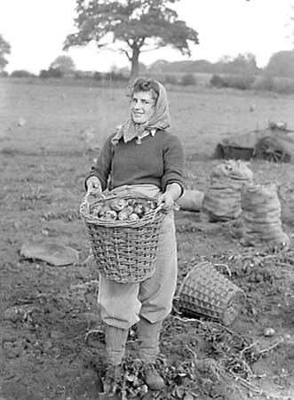 Flitwick Harvest 04 1944