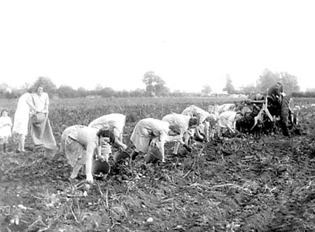 1949 Potato Harvest 01