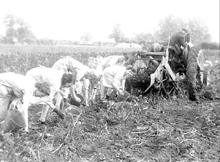 1949 Potato Harvest 02