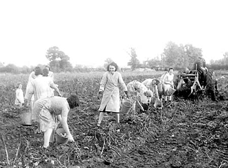 1949 Potato Harvest 03