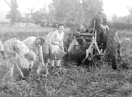 1949 Potato Harvest 04