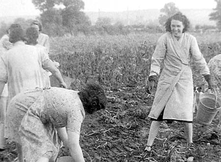 1949 Potato Harvest 05