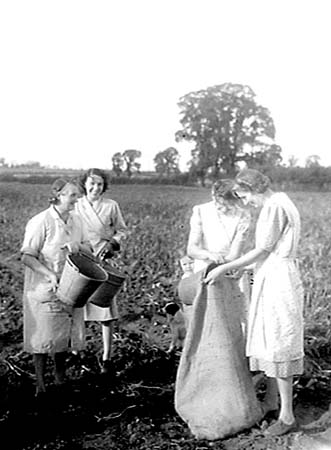 1949 Potato Harvest 06