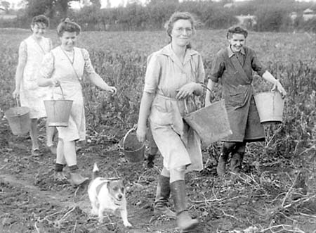 1949 Potato Harvest 09