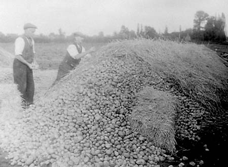 1949 Potato Harvest 11