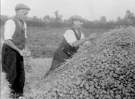 1949 Potato Harvest 12