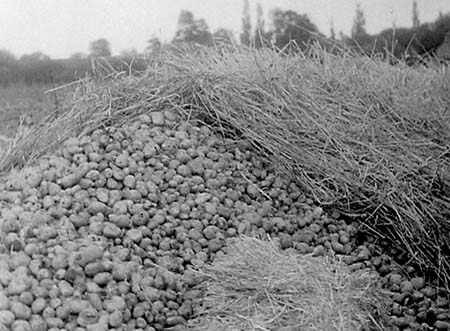 1949 Potato Harvest 14