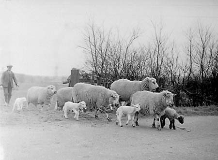 1950 Spring Lambs 01