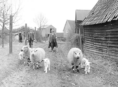 1950 Spring Lambs 02