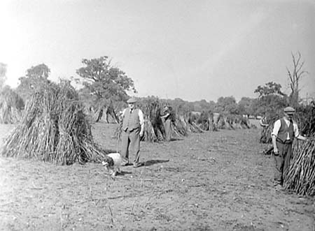 1954 Harvesting 01