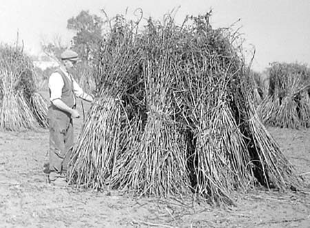 1954 Harvesting 03