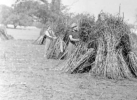 1954 Harvesting 04