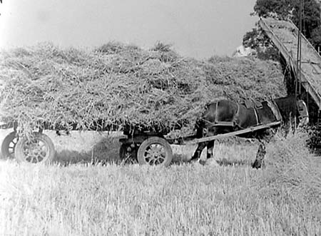 1954 Harvesting 07