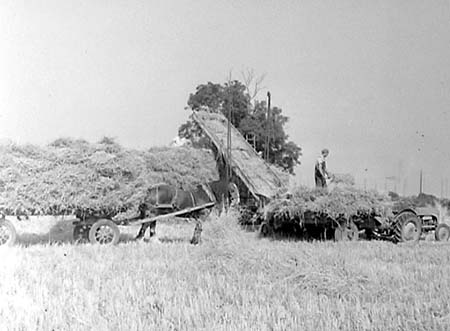 1954 Harvesting 08