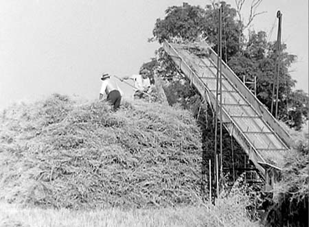 1954 Harvesting 11