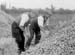 1949 Potato Harvest 13