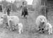 1950 Spring Lambs 03