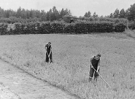 1948 Forest Nursery 01