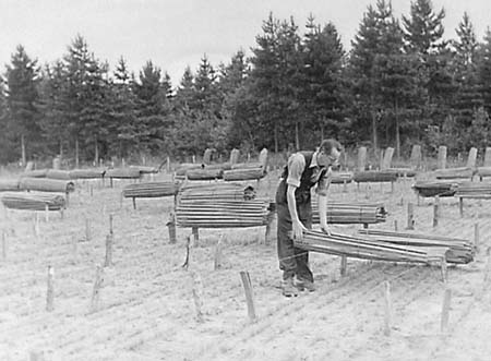 1948 Forest Nursery 06