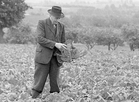 1949 Cabbages 02