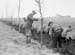 1949 Tree Planting 02