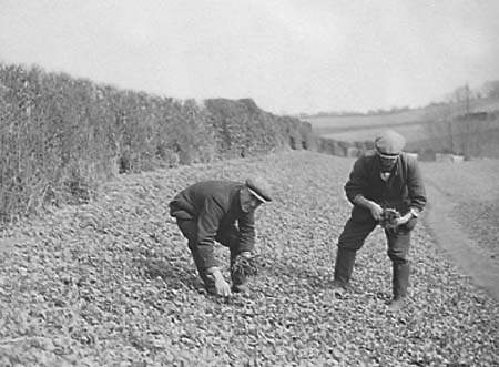 1939 Radish Picking