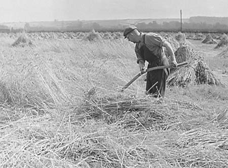 1946 Harvesting 03