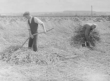 1946 Harvesting 07