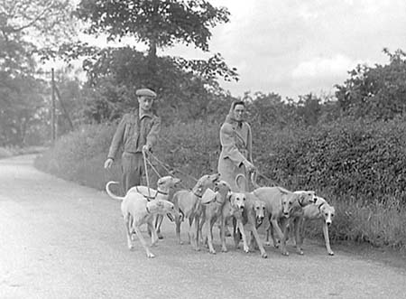 1948 Greyhounds 01